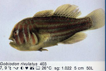 Gobiodon rivulatus